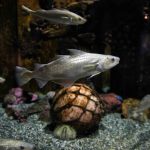 the harbor bottom habitat with three fishes swimming