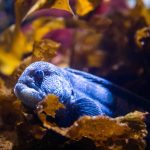 a bright blue bird sitting on leaves