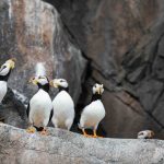 a groupd of puffins standing on rocks