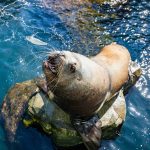 a stellar sea lion in water