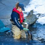 A woman wearing ablue sea life jacket standing in water holding a bucket and feeding a sea lion