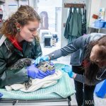 two women examining an injured seal