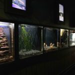 a wall of tanks with different sea life