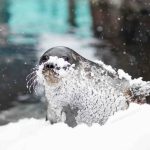 an artic seals covered in snow