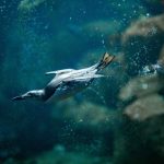 a bird diving off a rock