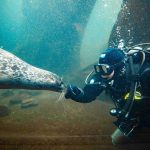 a dive team member in full scuba gear under water looking at a sea lion