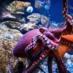 a purple giant pacific octopus underwater near rocks