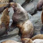 a group of stellar sea lions sitting on rocks on Chiswell Island