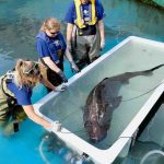 a group of worker conducting research on a pacidif sleeper shark that is in a large tub of water