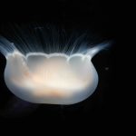 a sea jelly that is translucent white on a black background