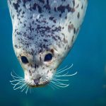 a harbor seal facing the camera with big eyes