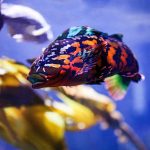 and underwater picture of a rock greenling fish that is purple and orange