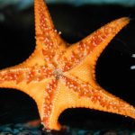 a bright orange sea star