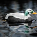 a black, white and green spectacked elder sitting in a pond