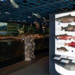 indoor exhibit showing different types of salmon