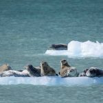 a group of seals on an ice slab in the ocean